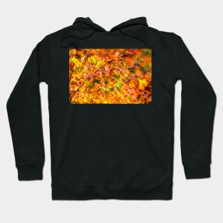 Maple tree red and orange autumn leafs Hoodie